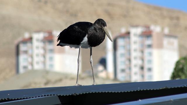 Türkiye'de nadir görülen kuş türlerinden! Malatya'da görüntülendi