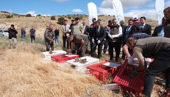 20524073-700x400 Yozgat'ta 1000 kınalı keklik doğaya bırakıldı