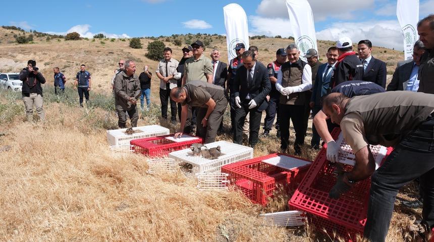 Yozgat'ta 1000 kınalı keklik doğaya bırakıldı