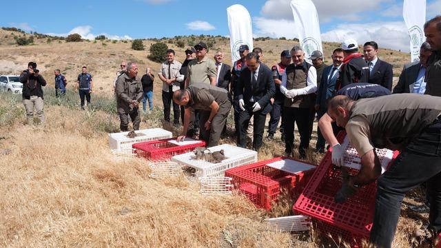Yozgat'ta 1000 kınalı keklik doğaya bırakıldı