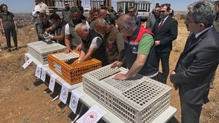 Aksaray'da 500 kınalı keklik doğaya bırakıldı