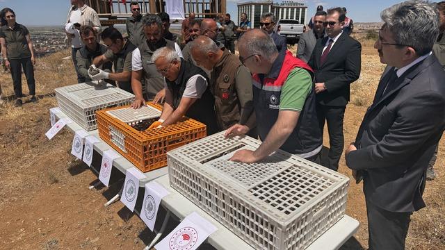 Aksaray'da 500 kınalı keklik doğaya bırakıldı