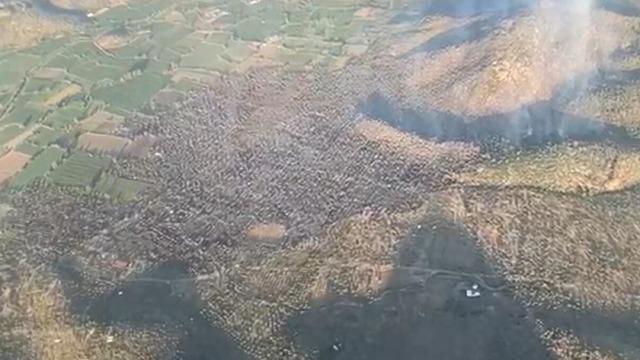 Milas'taki zeytinlik yangını 12 saatte kontrol altına alındı! 20 hektar alan zarar gördü