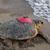 Caretta caretta Tuba, 5 yıl sonra geri döndü...