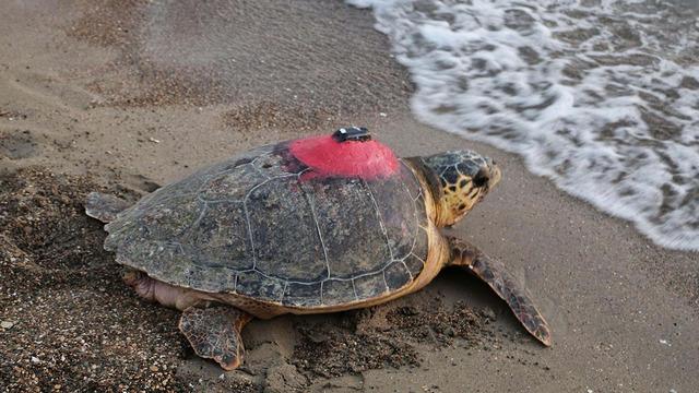 Caretta caretta Tuba, 5 yıl sonra geri döndü: İztuzu Plajı’na yuva yaptı! Rotasını 10 milyon kişi izledi