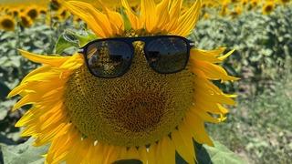 Karacabey ovası sarıya büründü