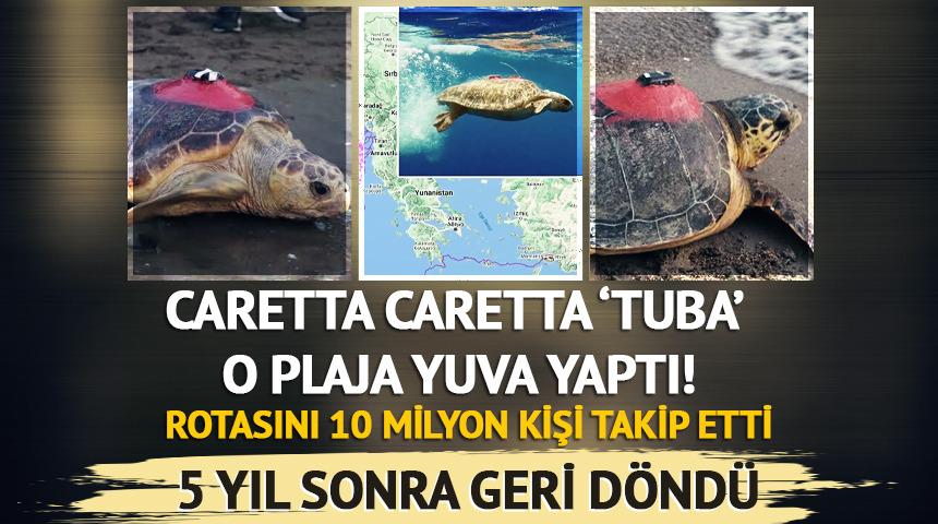 Caretta caretta Tuba, 5 yıl sonra geri döndü...