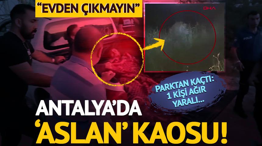 SON DAKİKA | Manavgat'ta 'Aslan' kaosu! Hayvan parkından kaçtı: 1 kişi ağır yaralı...