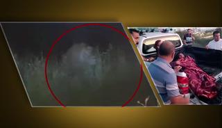 Sosyal medya Manavgat'ta kaçan aslanı konuşuyor! "Her şey kolaymış gibi..."