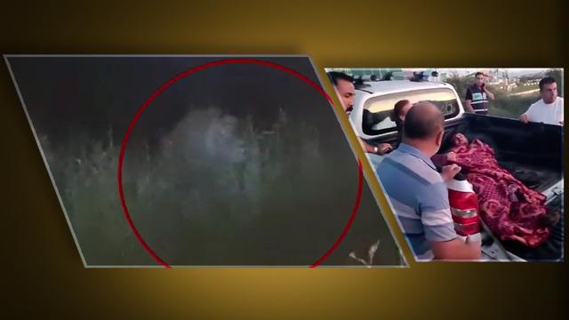 Sosyal medya Manavgat'ta kaçan aslanı konuşuyor! "Her şey kolaymış gibi..."