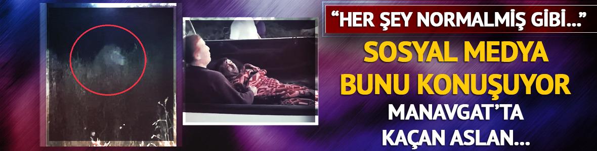 Sosyal medya Manavgat'ta kaçan aslanı konuşuyor! "Her şey kolaymış gibi..."