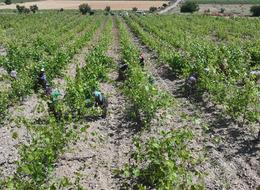 2 milyar lira gelir bekleniyor! Dona rağmen üretim düşmedi