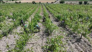 2 milyar lira gelir bekleniyor! Dona rağmen üretim düşmedi