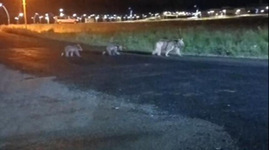Sarıkamış'ta anne ayı ve yavrularının gece gezintisi kamerada