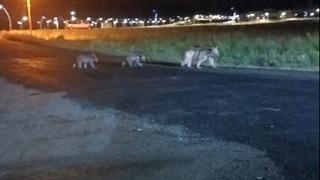 Sarıkamış'ta anne ayı ve yavrularının gece gezintisi kamerada