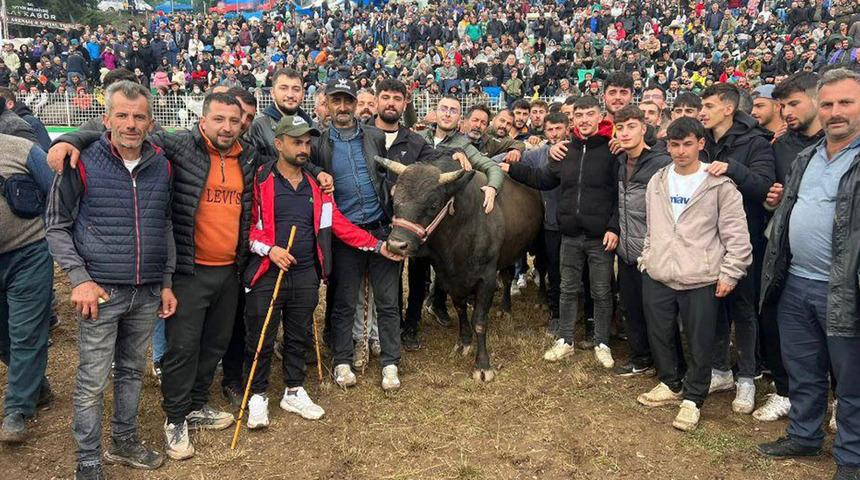 Artvin'de boğa güreşlerine yoğun ilgi!