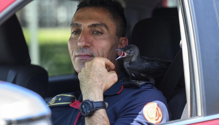 20539367-700x400 Yavruyken kurtarıldı, istasyonun maskotu oldu! "Zeytin" isimli karga, itfaiye erlerini bir an olsun bırakmıyor