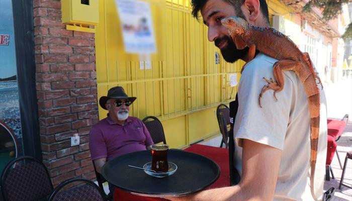 20539373-700x400 Omuzlarda geziyor! "Ökkeş" adlı iguana beldenin maskotu oldu