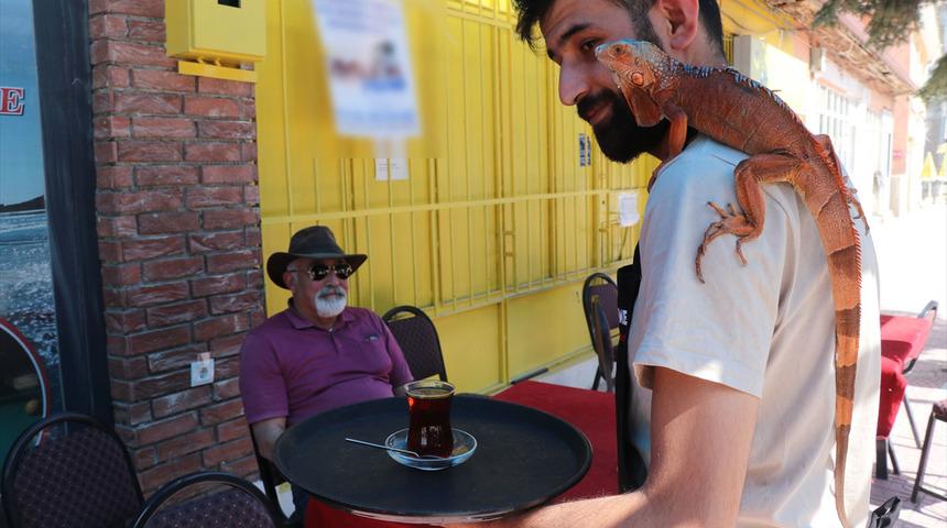Omuzlarda geziyor! "Ökkeş" adlı iguana beldenin maskotu oldu