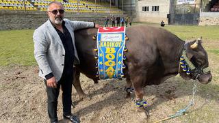 'Kadıköy Boğası' kaybetti! Başkan Ali Koç sponsorluğundaki boğa Artvin’de düzenlenen festivalde mağlup oldu...