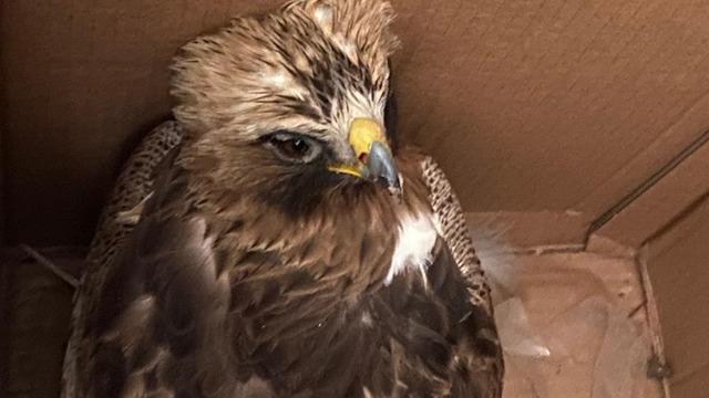 Ekiplere teslim edildi! Kızıl şahin tedaviye alındı