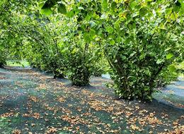 Saadet Partisi Genel Başkanı Arıkan "Fındık üretiminin yüzde 70'ini Türkiye karşılıyor"  diyerek açıkladı! "En az 300 TL olmalıdır"