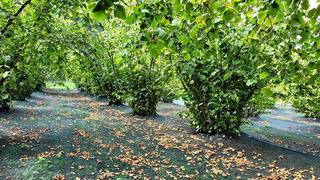 Saadet Partisi Genel Başkanı Arıkan Fındık üretiminin yüzde 70'ini Türkiye karşılıyor  diyerek açıkladı! En az 300 TL olmalıdır