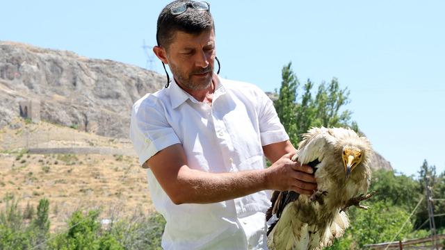Nesli tükenme tehlikesi altında! Yaralı halde bulunan yaralı beyaz akbaba tedaviye alındı