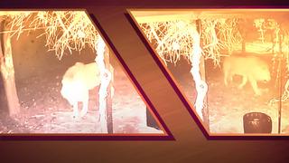 Tarlasında çalışan çiftçiye saldırmıştı! Manavgat'taki aslanın hayvanat bahçesinden kaçtığı görüntüler ortaya çıktı