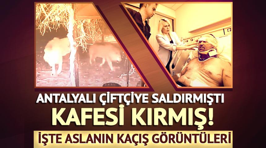 Tarlasında çalışan çiftçiye saldırmıştı! Aslanın kaçış görüntüleri ortaya çıktı