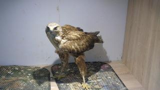 Doğada yaralı bulunan kızıl şahini veteriner sahiplendi