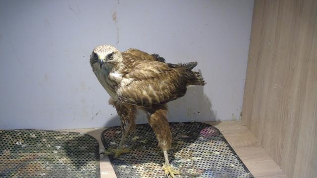 Doğada yaralı bulunan kızıl şahini veteriner sahiplendi