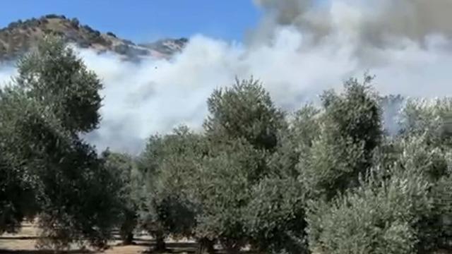 Aydın'da zeytinlik yangını
