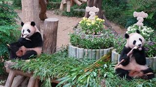 Güney Kore’de ikiz pandaların doğum günü kutlandı