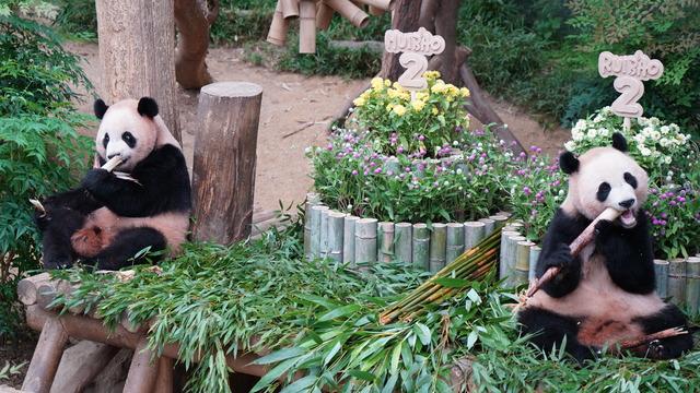 Güney Kore’de ikiz pandaların doğum günü kutlandı