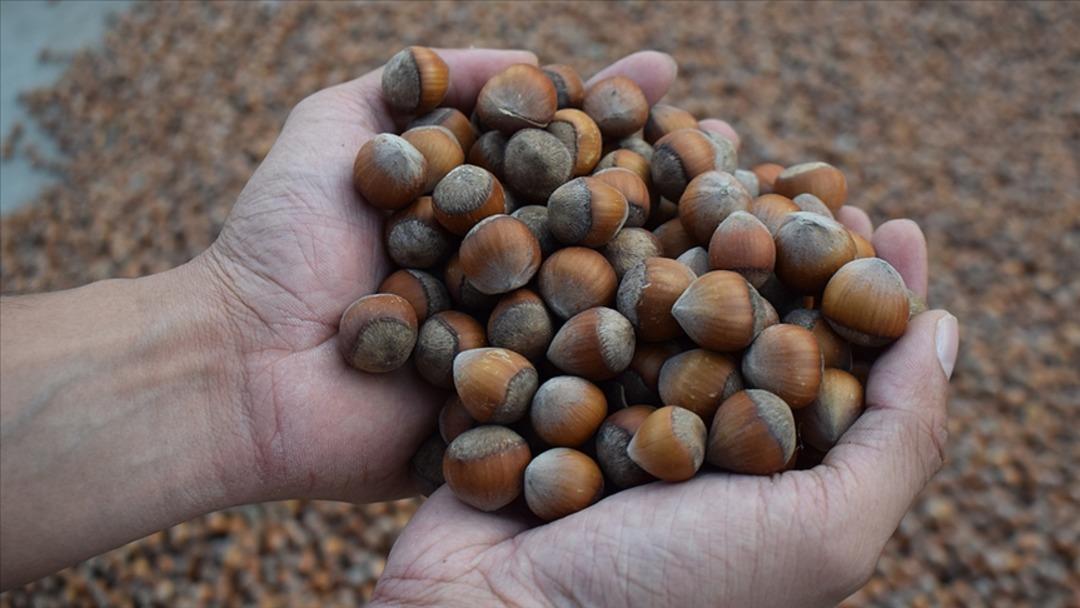 Ferrero, Türkiye den fındık alımını durduracak iddiası!  Rekabet Kurulu ndan açıklama 1