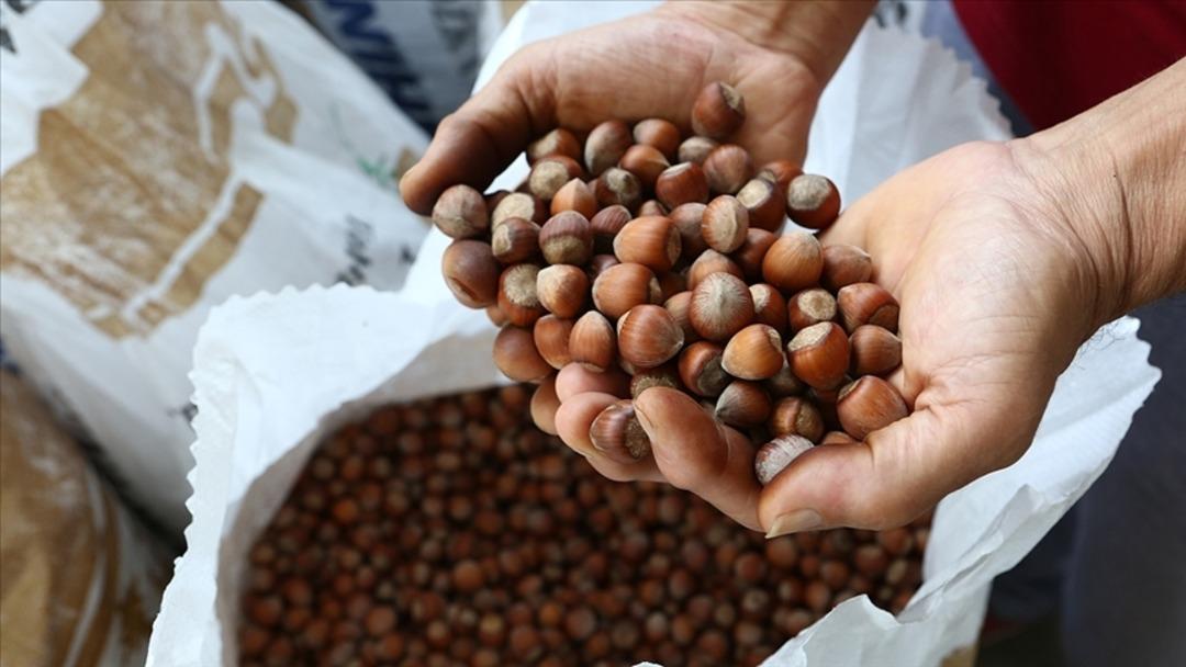 Ferrero, Türkiye den fındık alımını durduracak iddiası!  Rekabet Kurulu ndan açıklama 2