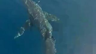 Edirne'de korku dolu anlar! Balıkçılar görünce neye uğradığını şaşırdı: Tam 3 metre