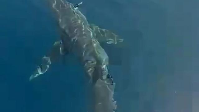 Edirne'de korku dolu anlar! Balıkçılar görünce neye uğradığını şaşırdı: Tam 3 metre