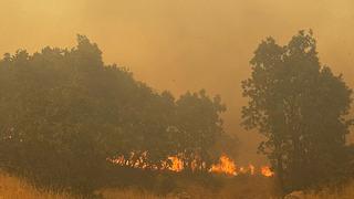 Mardin'de örtü yangını! 3 saatte söndürüldü