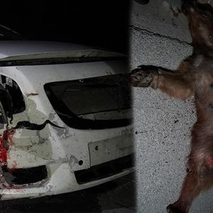 Gümüşhane'de ilginç kaza! Bir anda önüne fırladı: Şoför hayatının şokunu yaşadı!