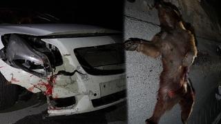 Gümüşhane'de ilginç kaza! Bir anda önüne fırladı: Şoför hayatının şokunu yaşadı!