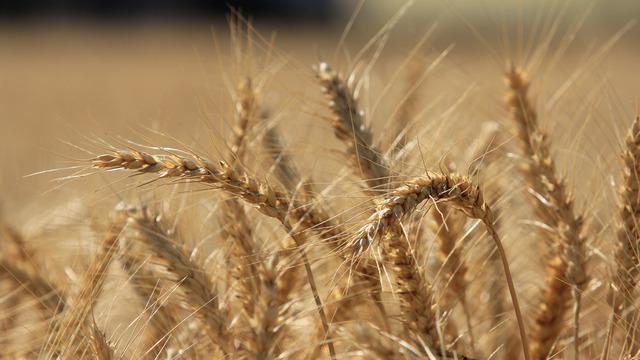 Makarnalık buğdayın fiyatı arttı ekmeklik aynı kaldı