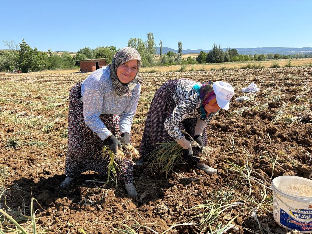 20 günde asgari ücretten fazlan kazanıyorlar! Fiyatı boy boy değişiyor, 230 liraya kadar var!  1