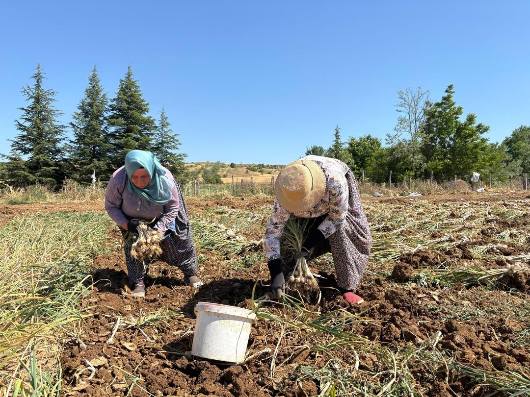20 günde asgari ücretten fazlan kazanıyorlar! Fiyatı boy boy değişiyor, 230 liraya kadar var!  3