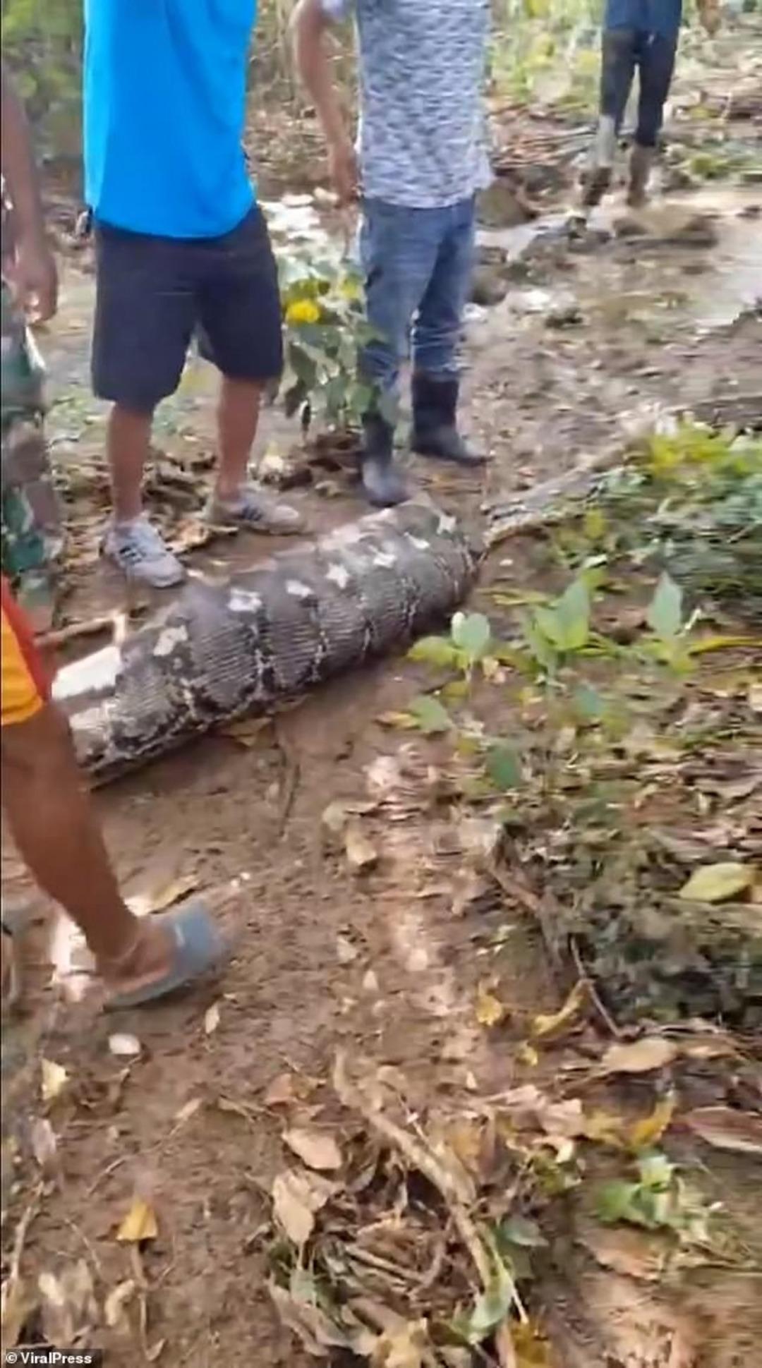 8 buçuk metrelik piton, 61 yaşındaki adamı yuttu! Köylüler şişen yılanı tesadüf buldu... 3