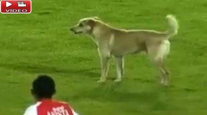 Sahaya k&ouml;pek girerse... (Video)