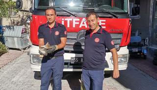 İtfaiye ekiplerinden yavru kedi kurtarma operasyonu