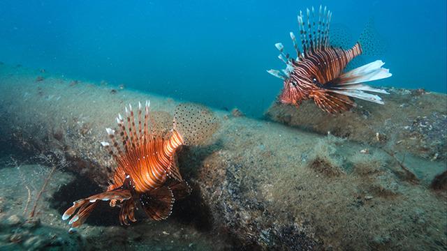 Akdeniz'e canlı göçü: Zehirli türler akın ediyor!  Gargur, Balon Balığı, Aslan Balığı...