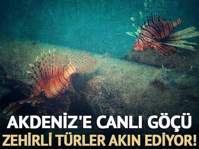 Akdeniz'e canlı göçü: Zehirli türler akın ediyor! 